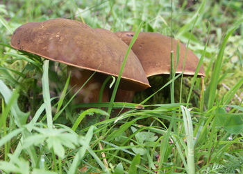 Schusterpilz, Flockenstieliger Hexenröhrling (Neoboletus luridiformis) - © Bernard Wieser